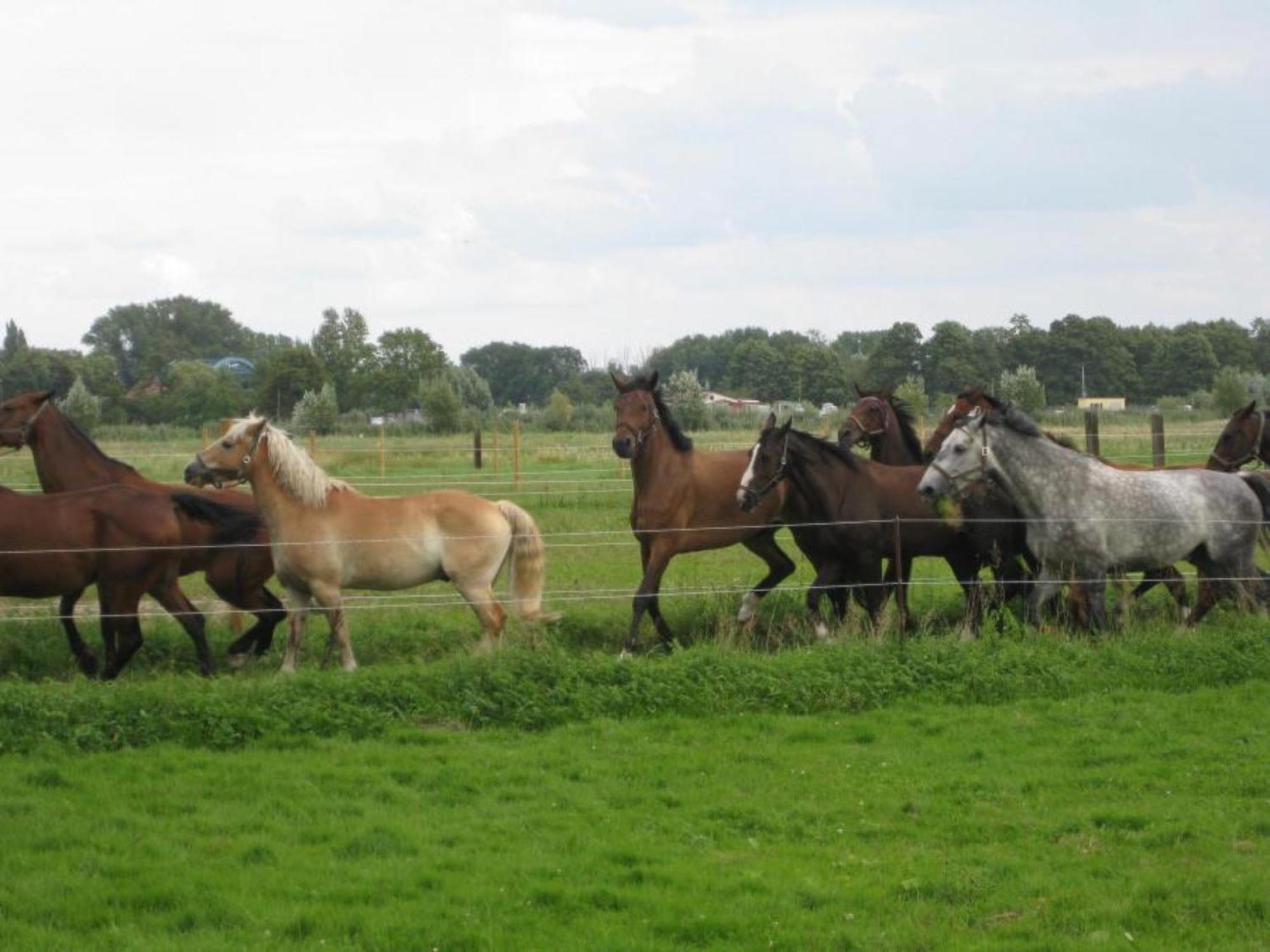 Ferienwohnungen Luisenhof Paretz Bagian luar foto